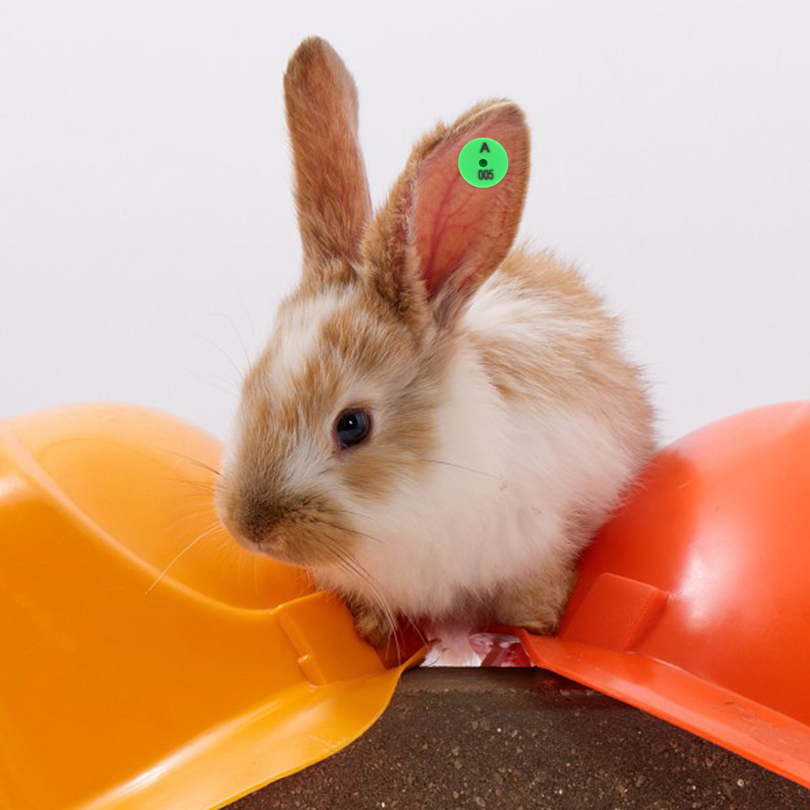 100Pcs Rabbit Ear Tags Colored - огляд і ціна Livestock Ear Tag
