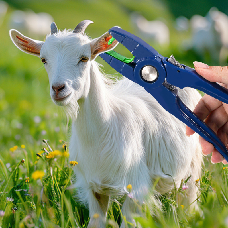 100pcs Integrated Sheep Ear Ta - огляд і ціна Livestock Ear Tag